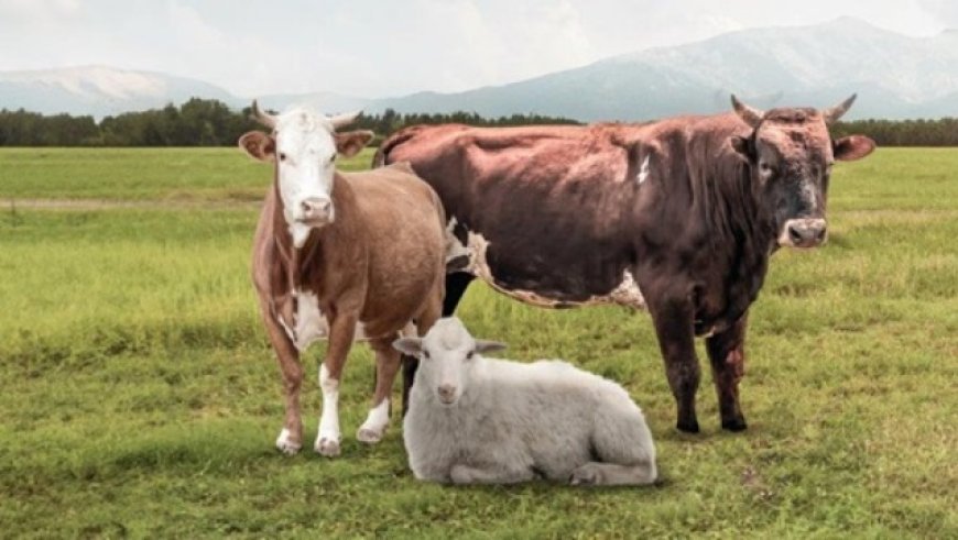Kurban Satışı Ve Kesiminde Vergi Uygulaması Nasıl Olur