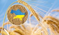 Ukrayna'nın Buğday İhracatı %42,2 Geriledi