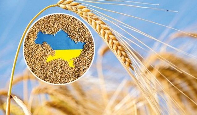 Ukrayna'nın Buğday İhracatı %42,2 Geriledi