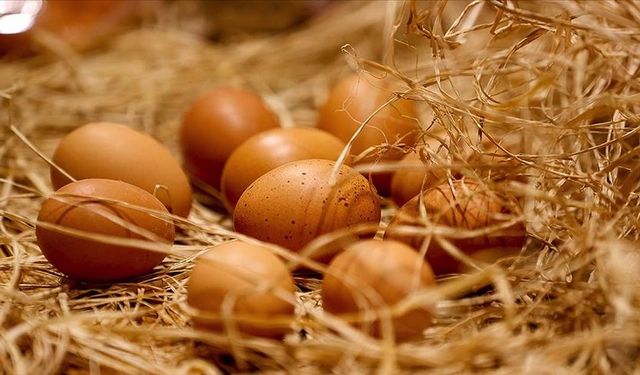 Tavuk Yumurtası Üretimi Yüzde 17,2 Arttı